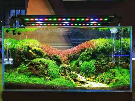 草缸有必要用专业的灯吗,草缸用普通的led灯可以吗