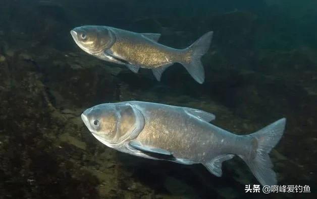 鲢鳙到底怎么钓才能钓得多,鲢鳙怎么才好钓