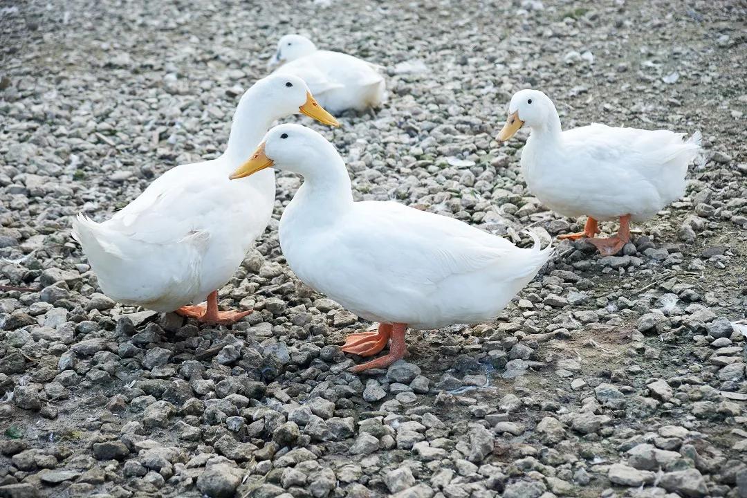 北面羽绒服和加拿大鹅羽绒服区别,北面羽绒服和加拿大鹅哪个好