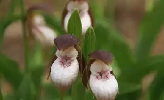 五种最具欣赏价值的兰花,欣赏史上最全的兰花