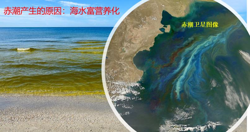 网箱养鱼的发展对策,网箱养鱼前景