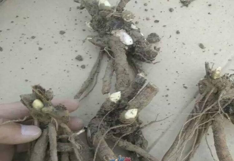 怎么养盆栽牡丹花,养牡丹花怎样浇水