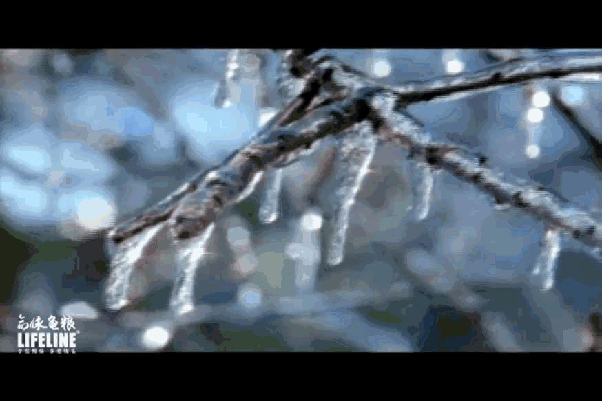 东部锦龟智商排名,红腹东部锦龟