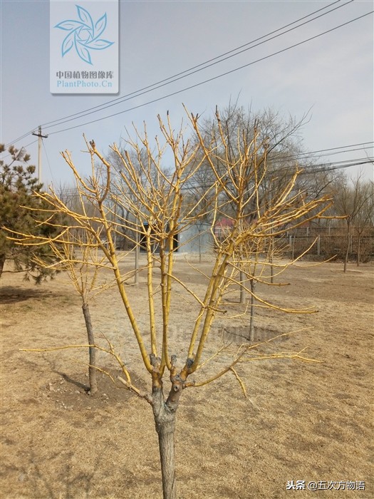 家槐叶和槐叶区别,国槐家槐是同一种树吗