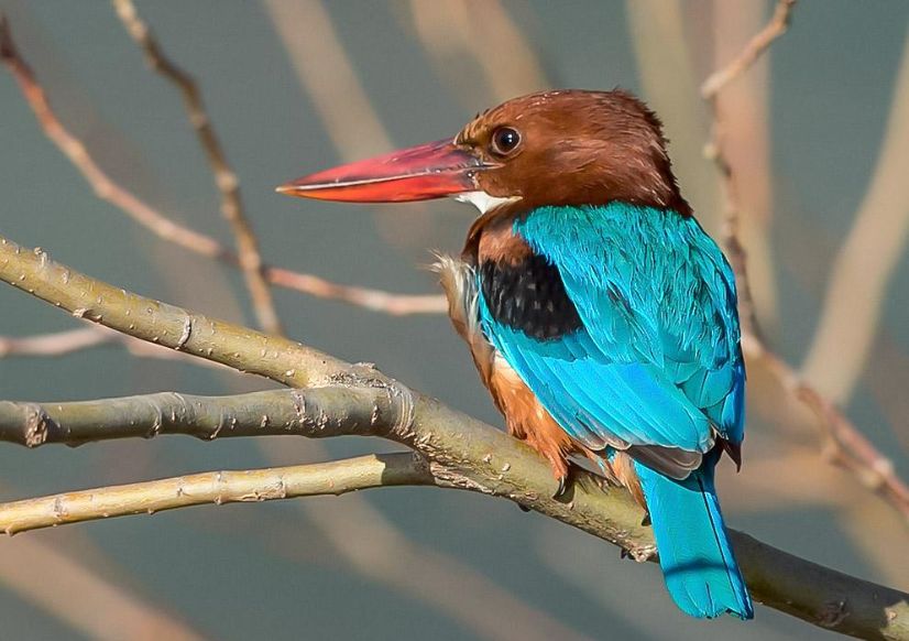 一顶凤冠需要多少翠鸟,一顶凤冠述说一段历史