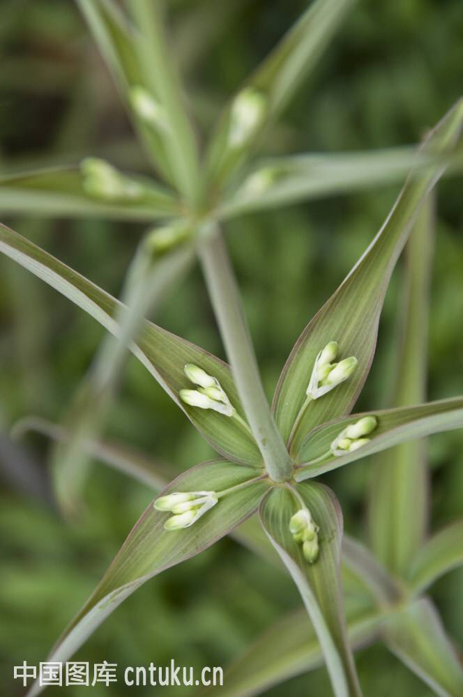 中药材黄精烘干机,中药材黄精