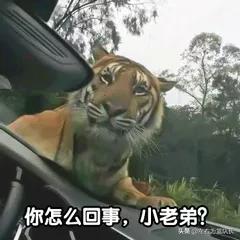 cba各式闹剧,cba新局面