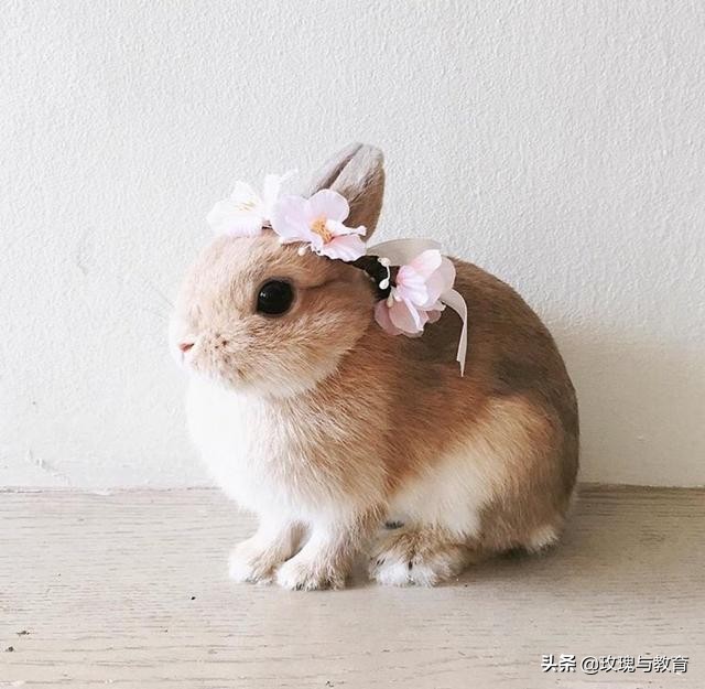 常见动物英语正确发音,常见动物英语单词跟读幼儿