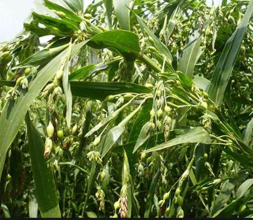 四种农业,种地种什么农作物比较好