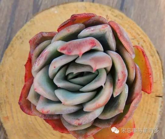 多肉月影系有哪些品种,月影系多肉品种大全