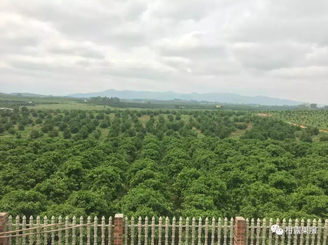 柑橘涝后管理,柑橘大量干旱怎么补救