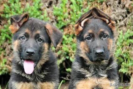 德国牧羊犬繁育训练基地,德国牧羊犬的生活习性有哪些