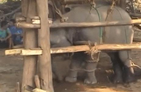 小飞象真实事迹,小飞象哭了全过程