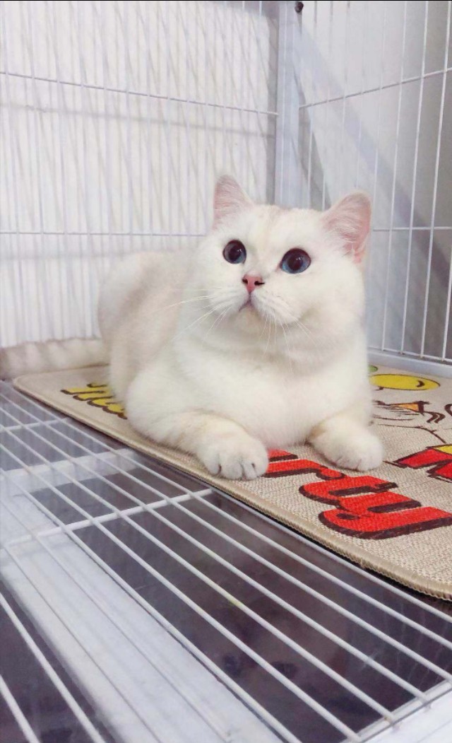 猫咪捕猎时胡须的作用 (猫咪胡须的作用是什么)