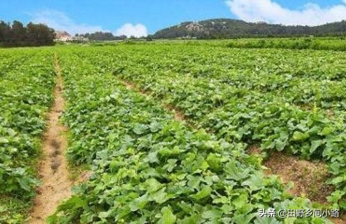 想要甜瓜甜应该如何打药,想要种好各种瓜类