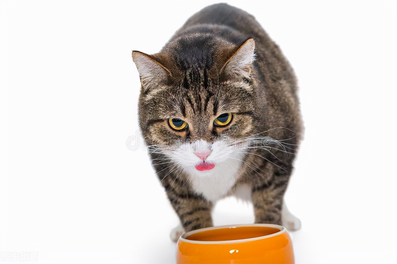 猫拉尿拉不出,猫导尿后又尿不出