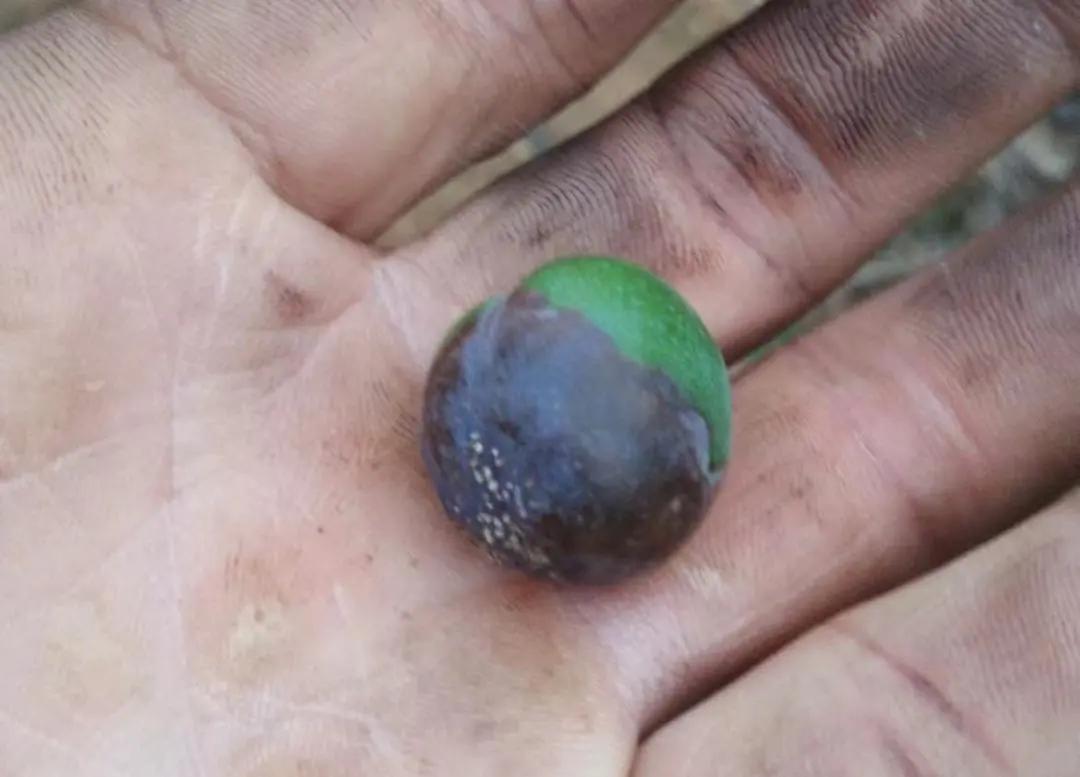 李子高温落果严重怎么办,李子结果后会发黄掉落什么原因