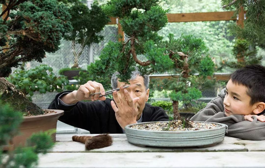 100种盆景造型欣赏,园林盆景微型盆景