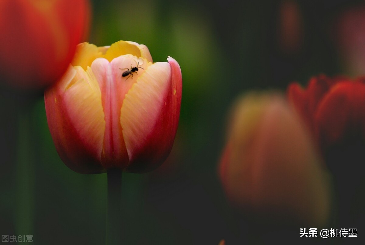 如何拍郁金香才有意境,郁金香拍照姿势怎么拍好看