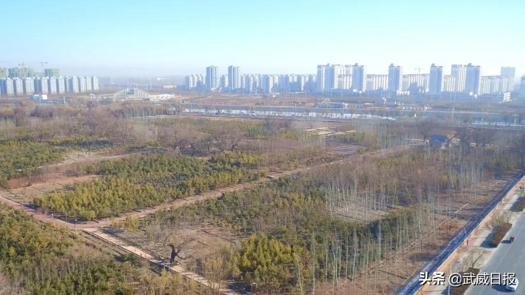 嘘！听说武威有棵树，四个人都抱不住