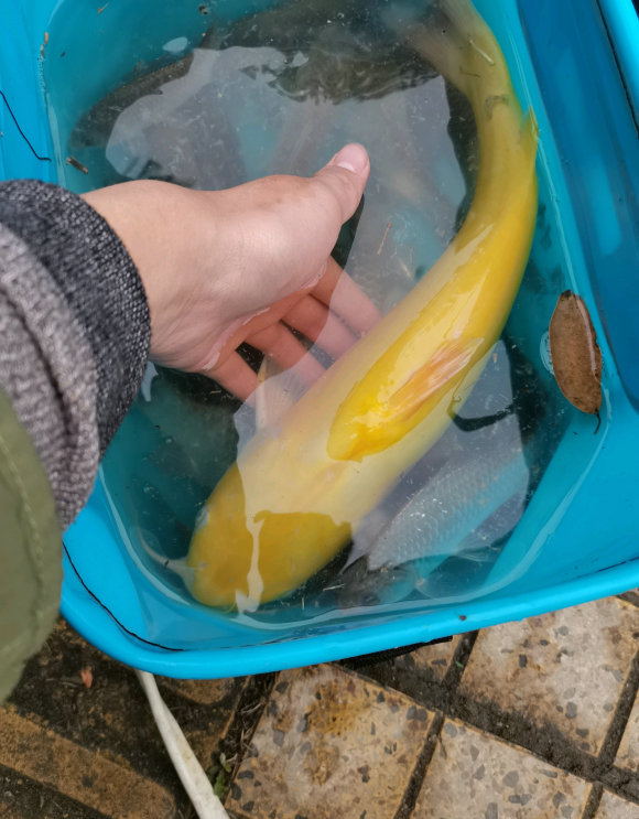 眉山钓鱼者钓了一条鲶鱼,四川钓活鮰鱼