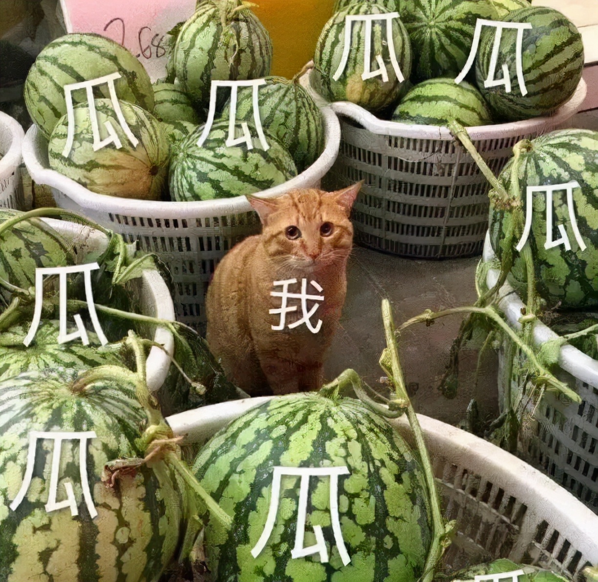 吃瓜群众都有哪些瓜,吃瓜群众的瓜是什么瓜