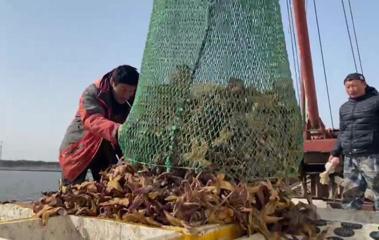 一口吞万斤,海星“天敌”来了!外地收购商跨省来青追“星”,海星捕捞量明显减少