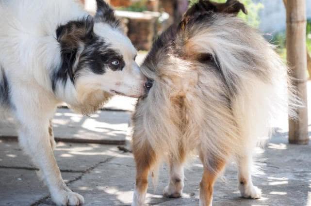 为什么狗狗这么喜欢舔舐各种东西,狗狗舔舐主人是什么表现