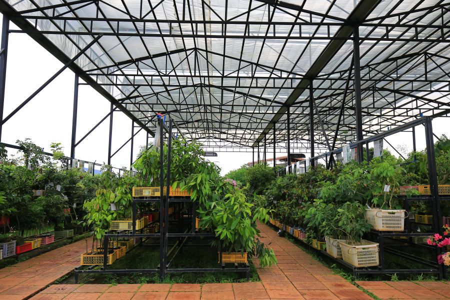 海南黄金百香果纯甜无酸,冰淇淋果图片和营养价值