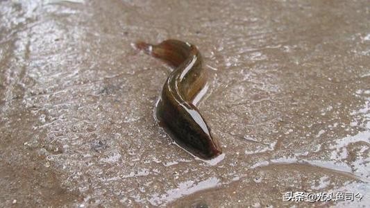 儿歌池塘里小泥鳅,池塘泥鳅儿歌