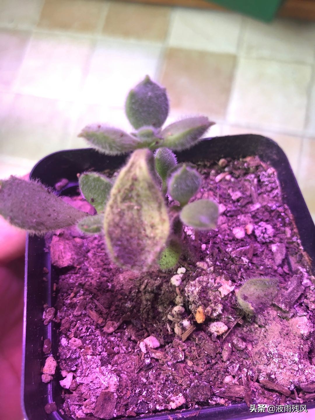 移栽多肉的叶子干烂了,多肉的叶子干了还能繁殖吗