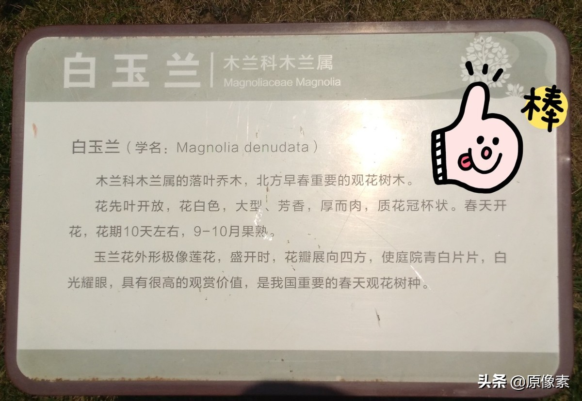 白玉兰故事,白玉兰传说