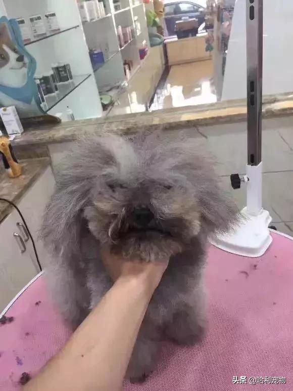 我家小泰迪有点八字腿,我家的小泰迪眼睛黑溜溜