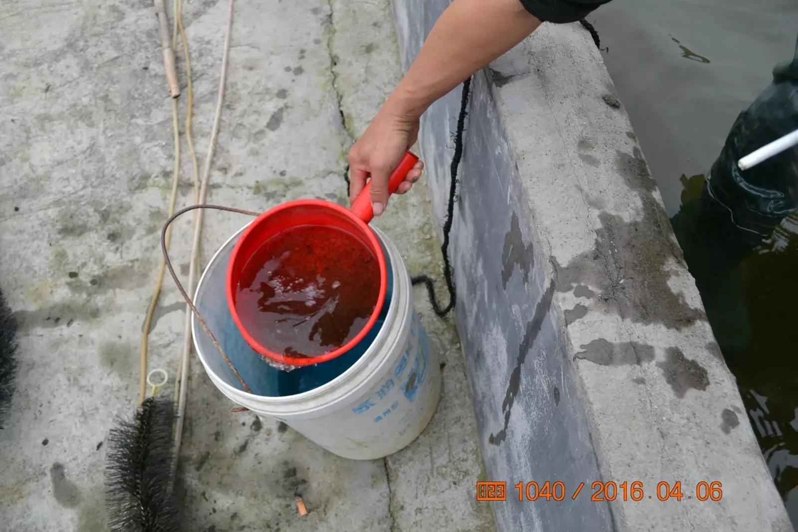 锦鲤池养殖方法图解,锦鲤繁殖全过程纪录片