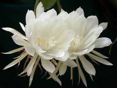 昙花好种吗,昙花好养吗