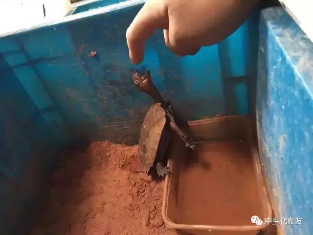 白色环境和黑色环境养出来的龟,古法养龟环境布置