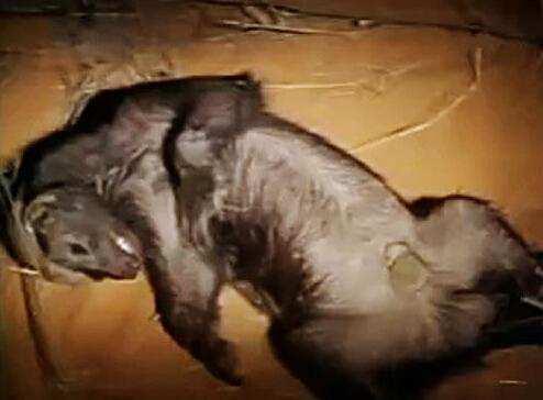 加蓬咝蝰的爬行速度有多快,加蓬咝蝰爬行速度