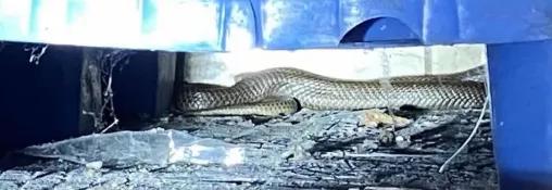 湖南惊现巨型眼镜蛇,惊现巨型眼镜蛇