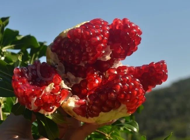 吃石榴不吐皮,吃石榴不吐籽的石榴