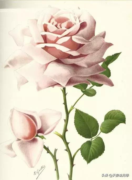 古老月季的魅力,40种中国古老月季