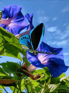 这是我见过最美的风景吗,这是我见过的最美的风景英语