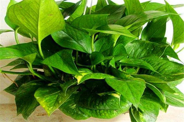 土培绿萝烂根可以直接浇多菌灵吗,绿萝这样养超级简单叶不黄根不烂