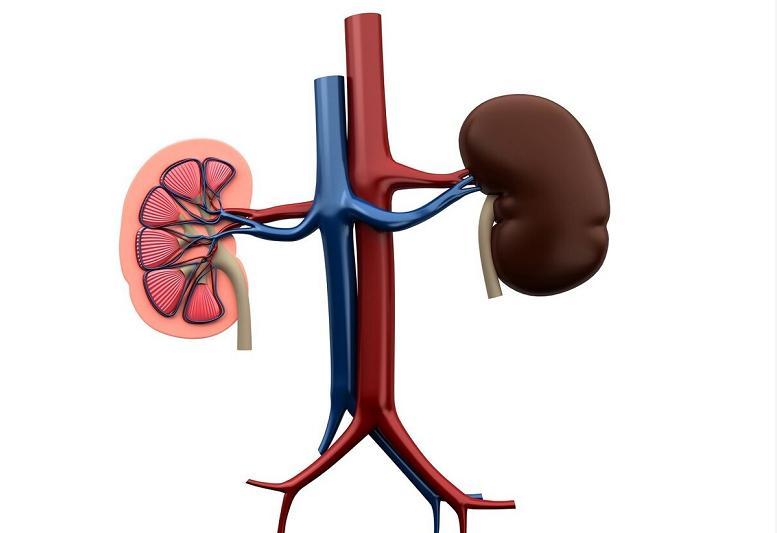 固精补肾丸能治疗脾肾阳虚吗,固精补肾丸与固精肾气丸有何不同
