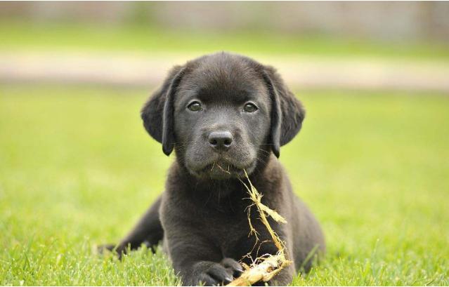 拉布拉多自带“毒气”，臭不可闻，解决方法在此！