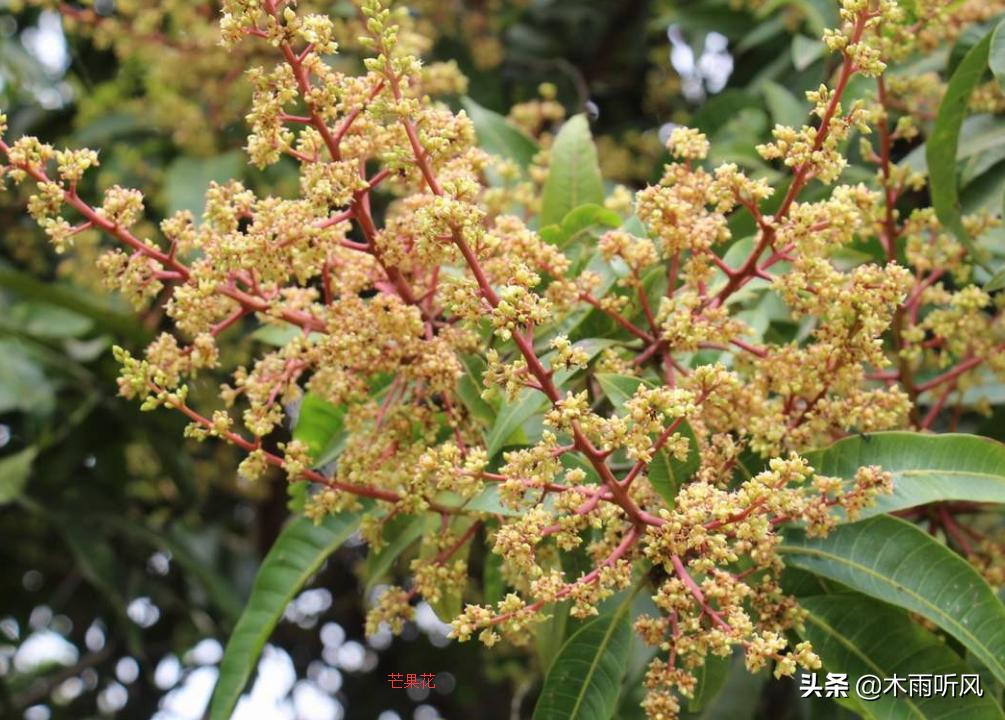 芒果种植生虫,芒果种植问题及解决方法