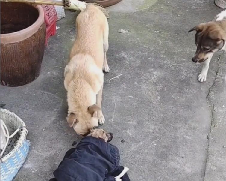 成都男孩救狗溺亡的妈妈,四川大水狗妈妈救小狗