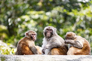 农村老人说不能杀蛇，难道说报纸上关于蛇报复人的报道，是真的？