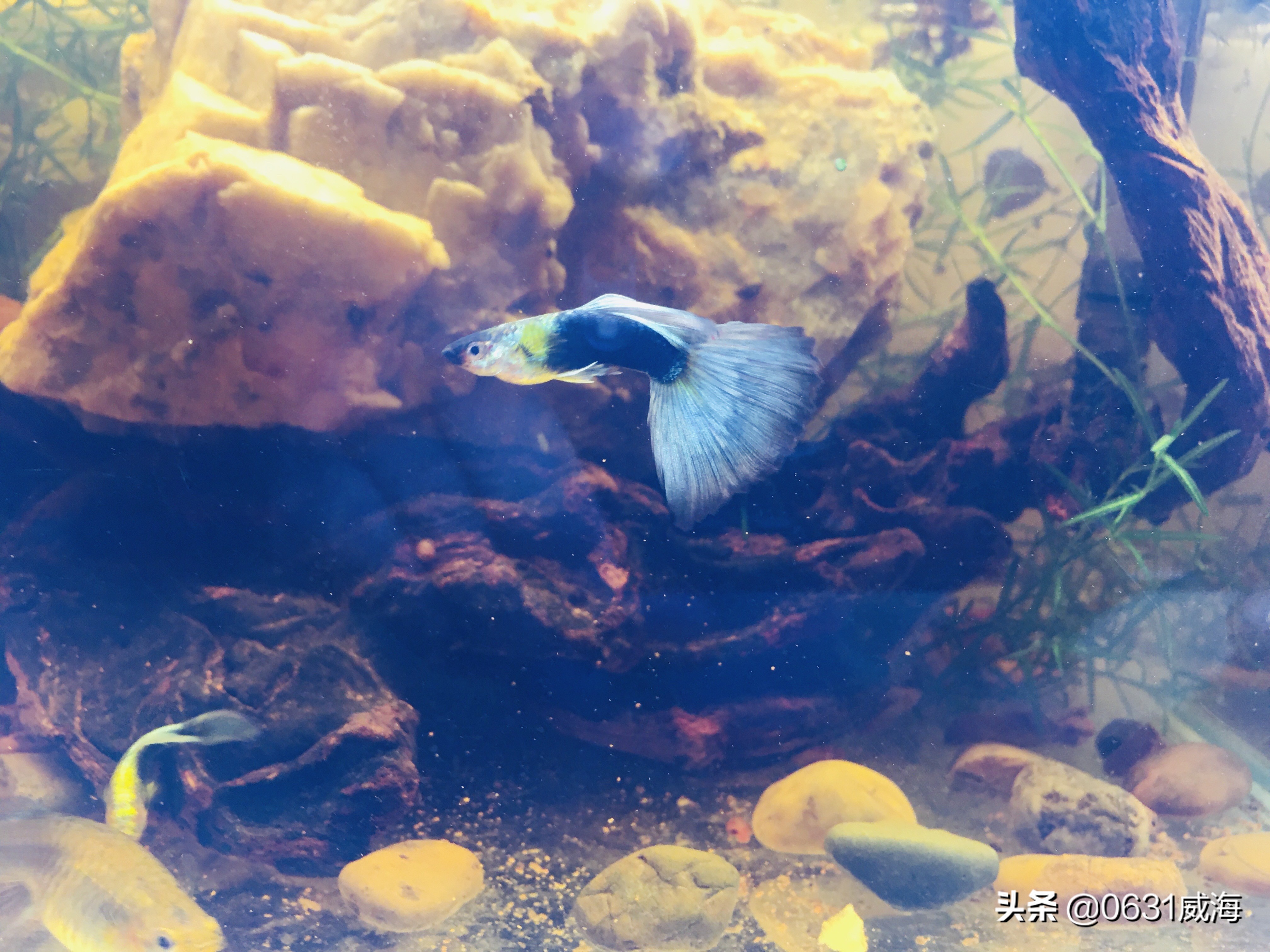 养孔雀鱼需要什么水草,新手养孔雀鱼十大禁忌水草