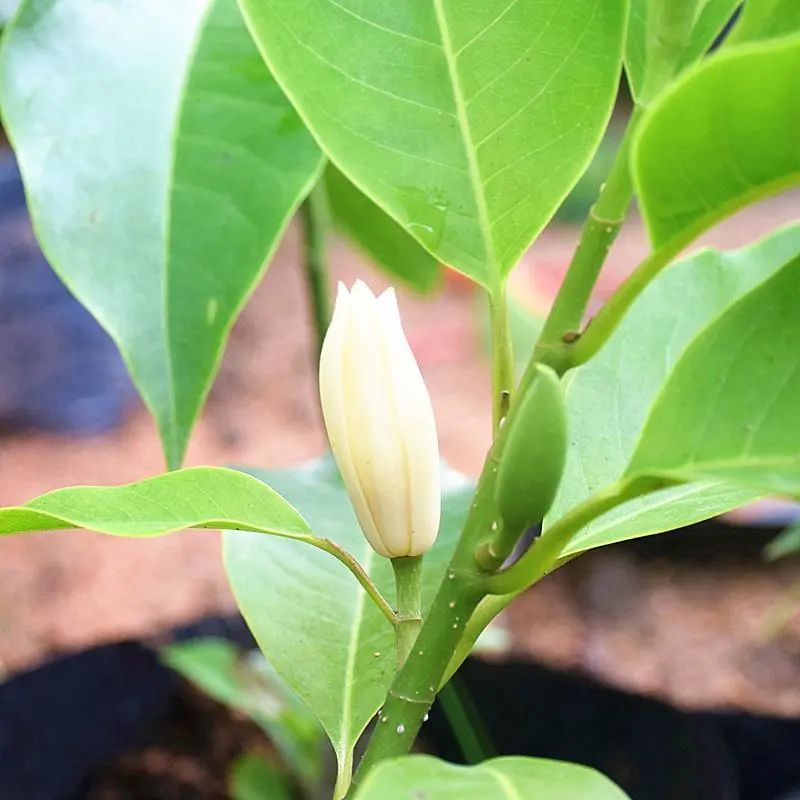 白兰花原生苗好还是嫁接苗好,刚种的白兰花缓苗期多久