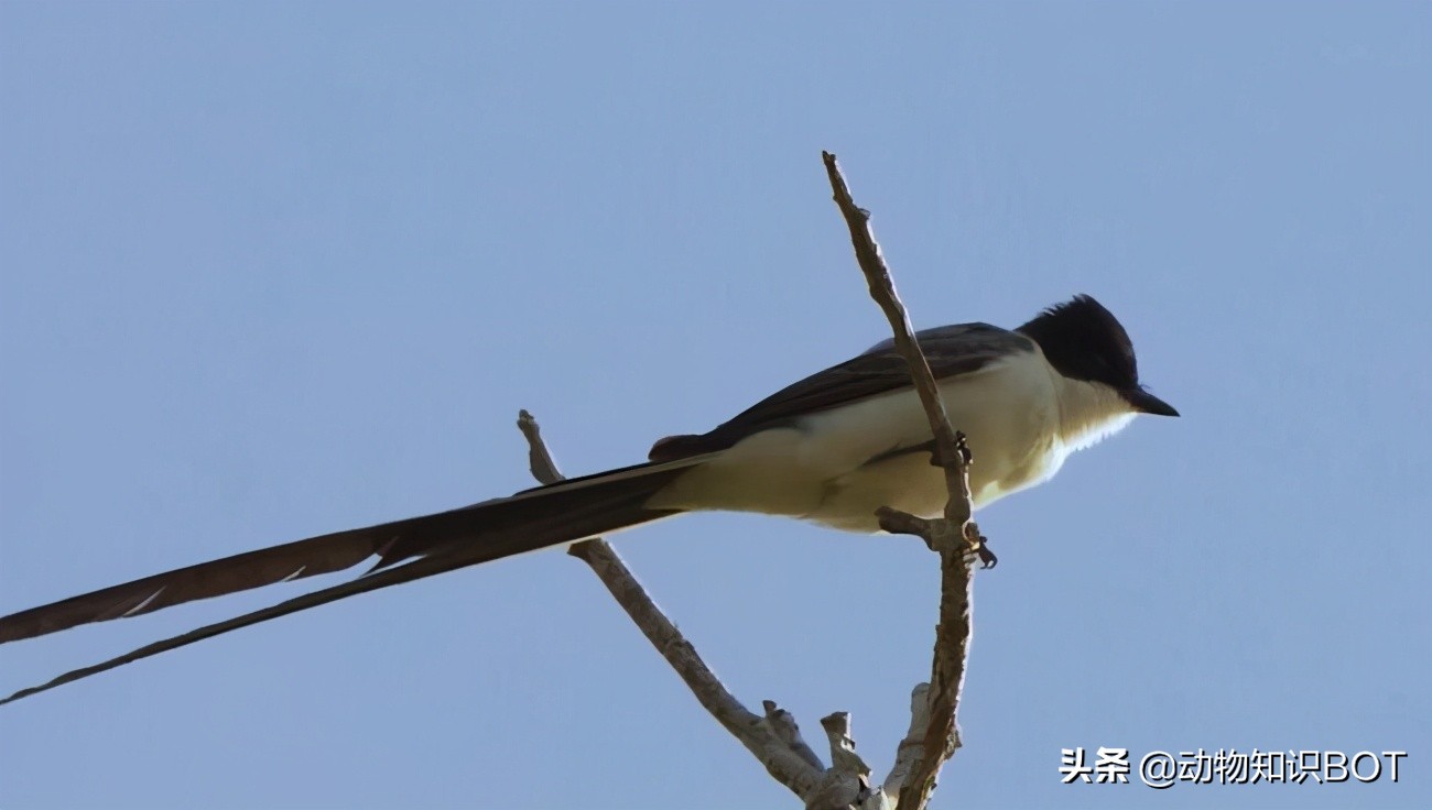 老鹰克星霸王鸟,老鹰最惧怕的必胜鸟